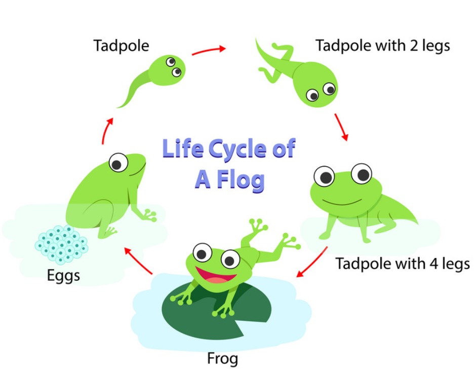frog final 300x300
